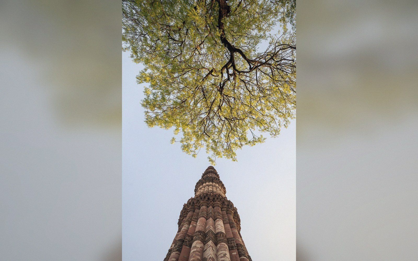 Looking straight up at the Qutb Minar's fluted stone tower beneath a spreading tree canopy