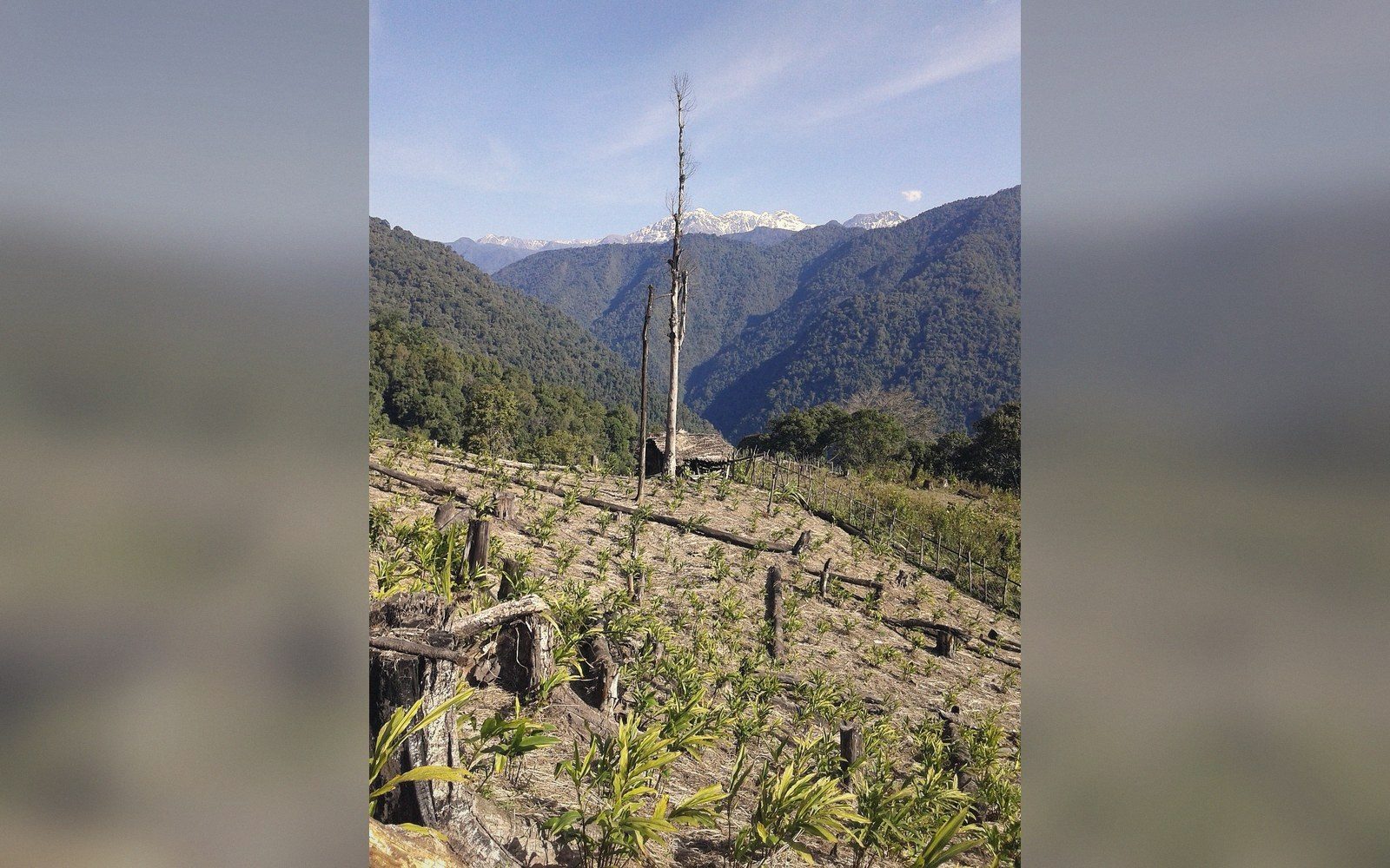 Cardamom seedlings on a hillside clearing with forested valley and snow-capped peaks beyond